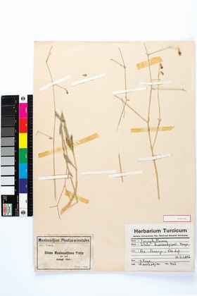 Silene Manissadjiana Freyn plant collected by and later named after Prof. J. J. Manissadjian from Akdağ, Amasya, Turkey, 10.09.1892. Manissadjian: Plantae Orientales, No. 942, Det. by J. Freyn.