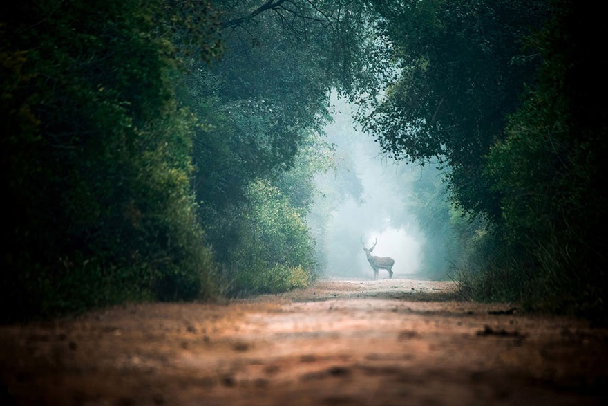 Sabr Dri Photography, The Deer on the Road, 2016. Photograph.
